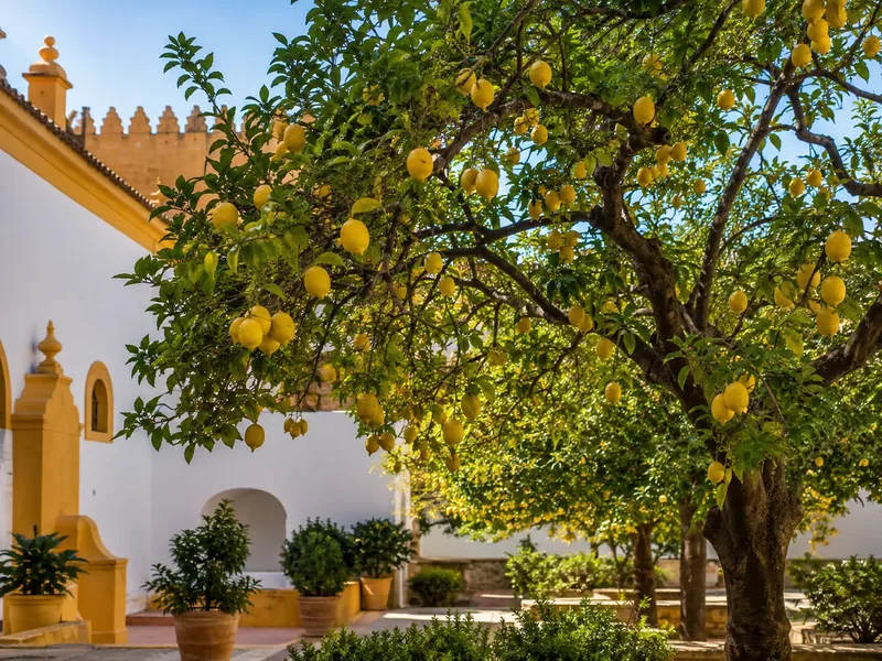 The lemon tree from Antonio Machado’s most-quoted lines